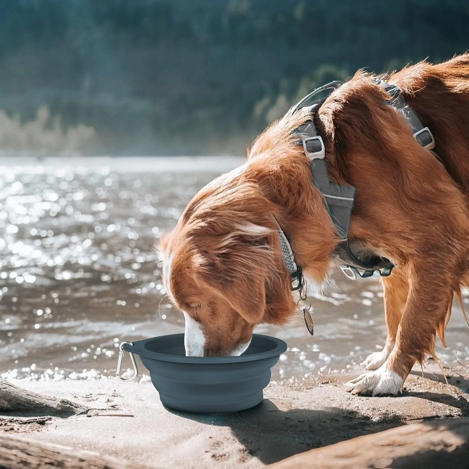 COOYOO Collapsible Dog Bowls 700ML,2 Pack Portable Collapsible Dog Water Bowls for Cats Dogs,Pet Foldable Feeding Watering Dish for Traveling Camping Walking with 2 Carabiners