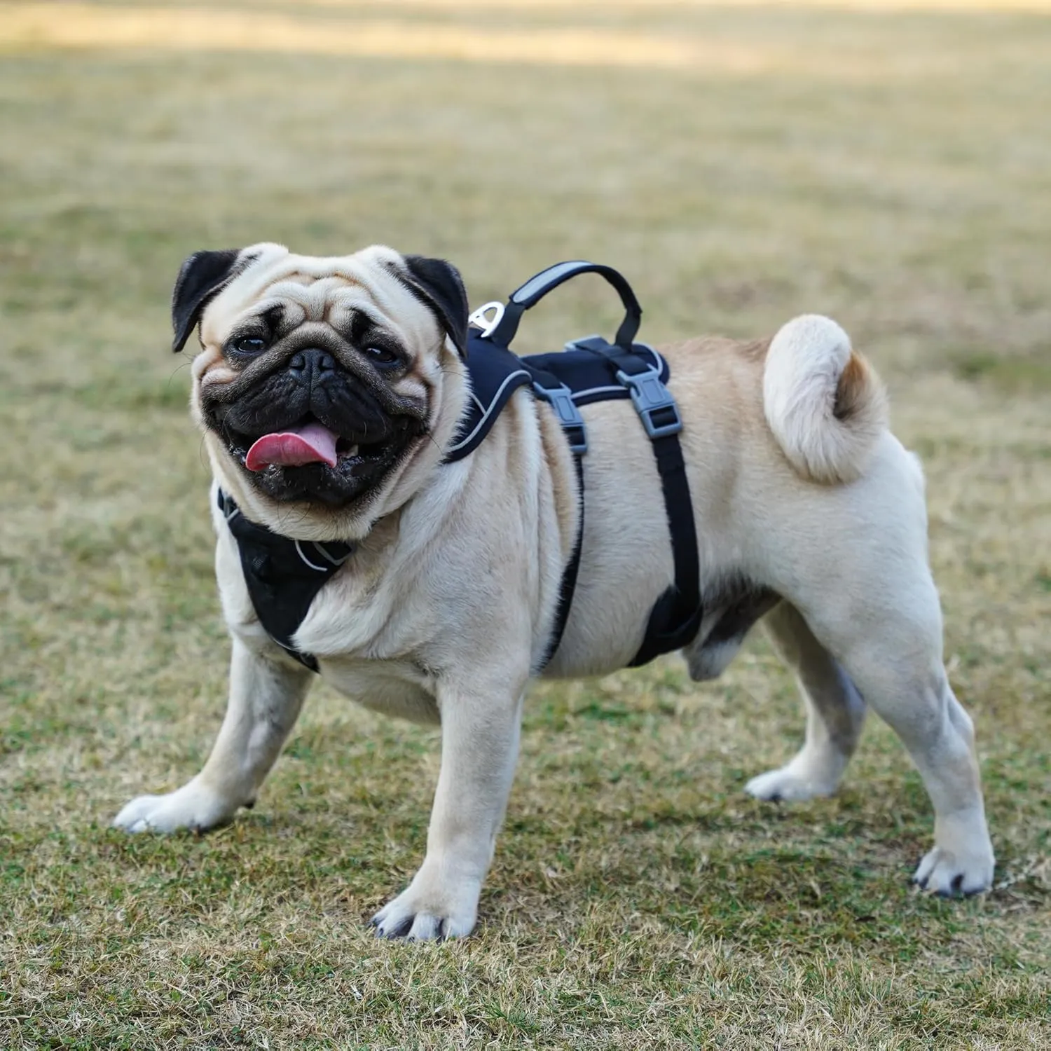 Escape Proof Dog Harness and Leash Set, Lightweight Dog Harness with Lift and Assist Handle, No Pull Reflective Pet Vest for Small Medium Dogs, Ideal for Puppy Walking and Training (Black,XS)