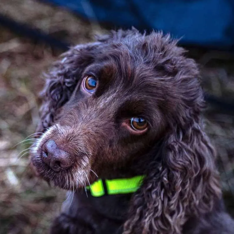 Neon Dog Collar | Hi Viz