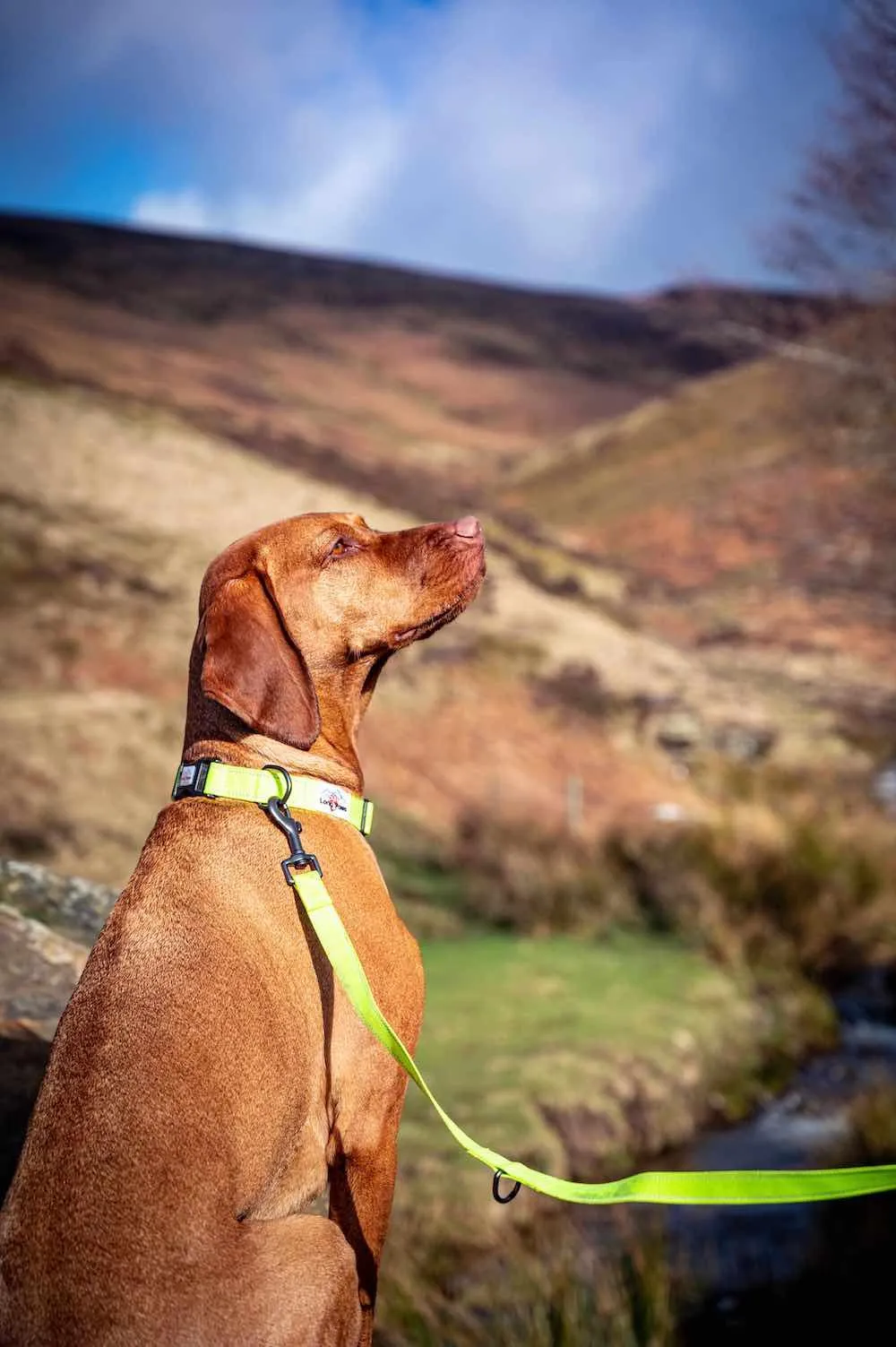Neon Dog Collar | Hi Viz