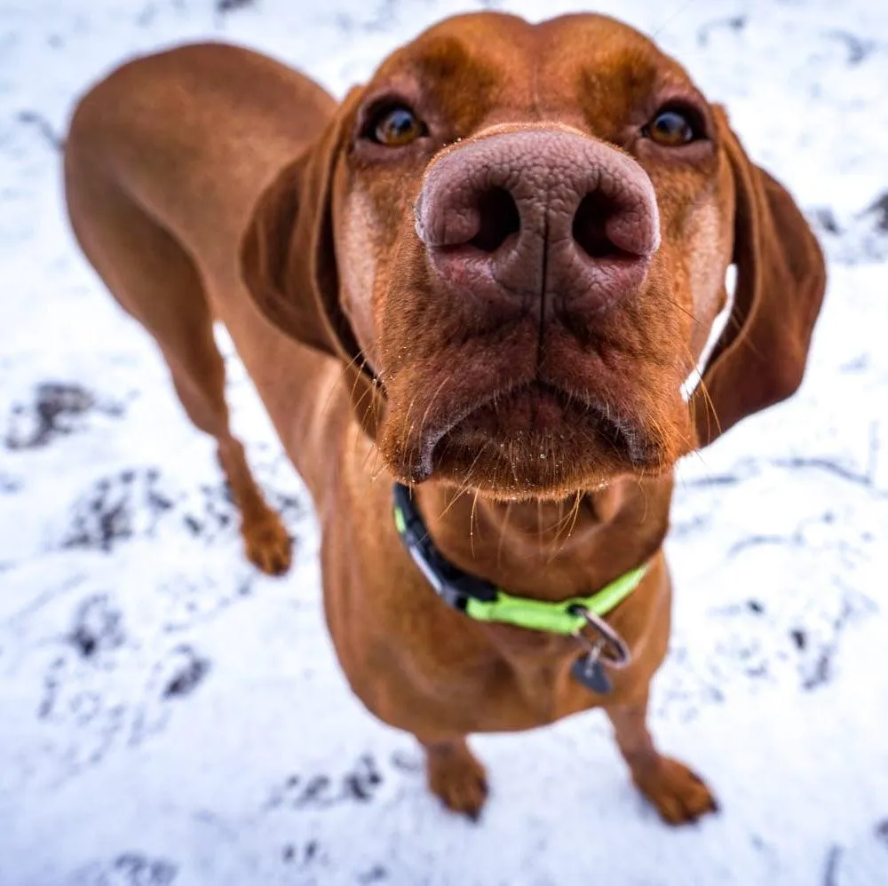 Neon Dog Collar | Hi Viz