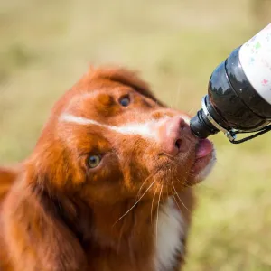 Pet Water Bottles - 750ml - Lick 'n' Flow