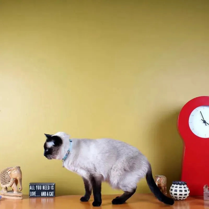 Reflective Cat Collar