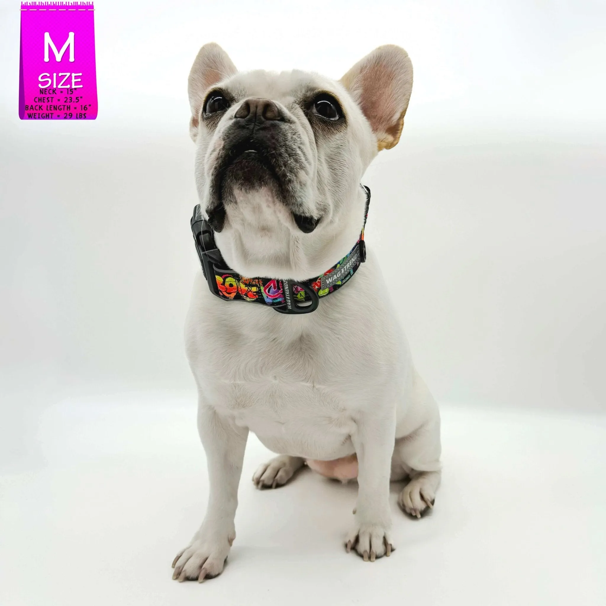 Reflective Dog Collar - Street Graffiti