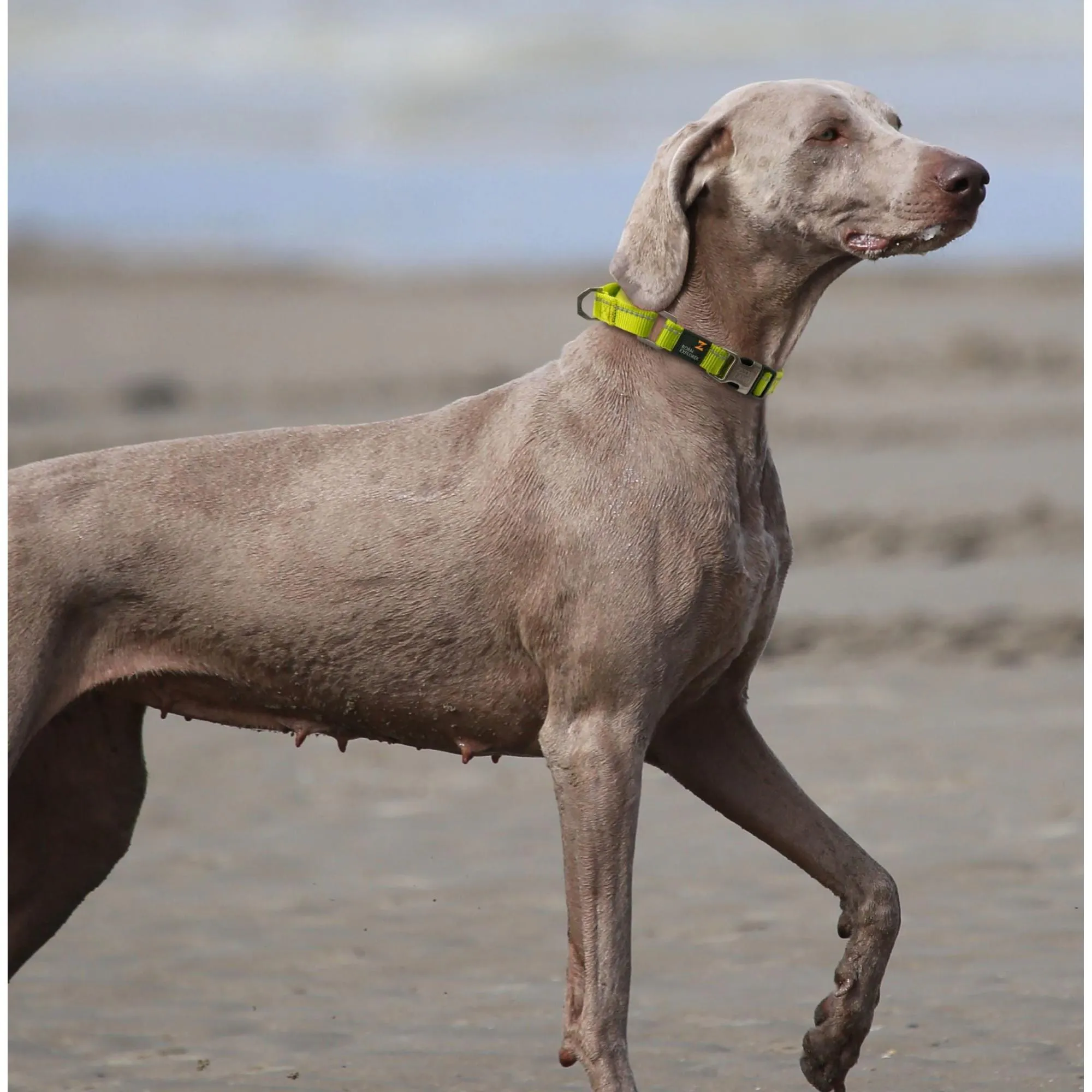 Reflective leash and collar for outdoor walks Straps