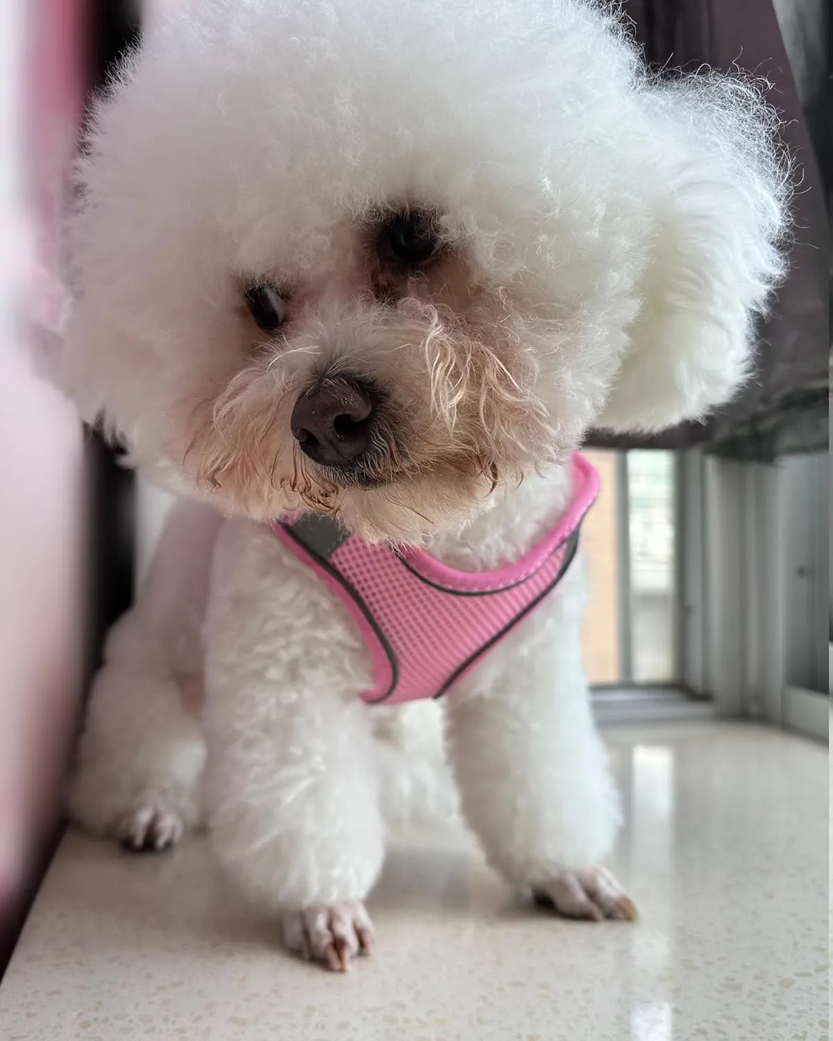SOLMOONY Dog Harness for Small Medium Large Dogs No Pull, Puppy and Leash Set, Dogs, Step in Harness, mesh Harness. (Pink, XS)